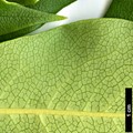 SpeciesSub: var. adaphniphylloides